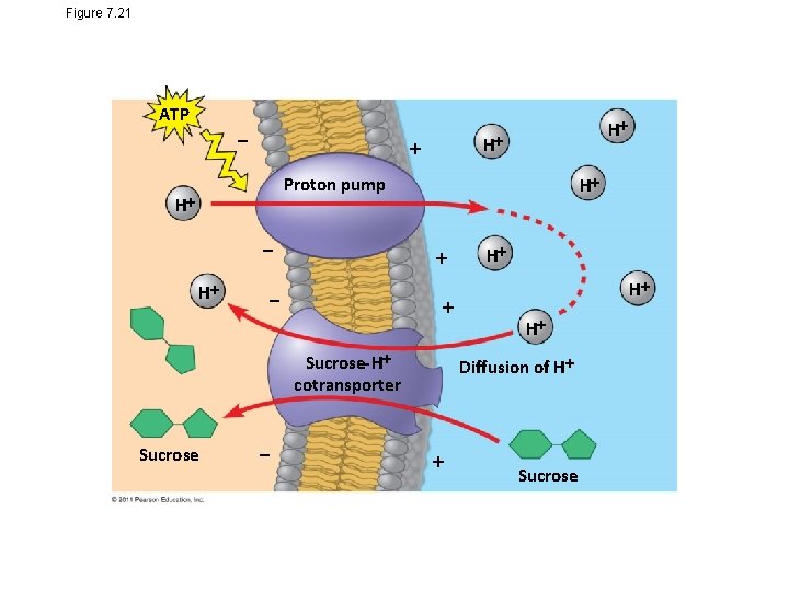 Figure 7. 21 ATP H H Proton pump H H H H H Sucrose-H