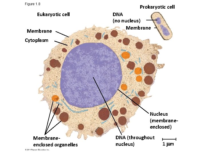 Figure 1. 8 Eukaryotic cell Membrane Prokaryotic cell DNA (no nucleus) Membrane Cytoplasm Nucleus