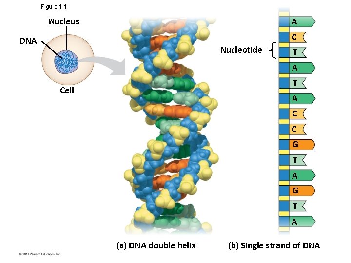 Figure 1. 11 Nucleus A C DNA Nucleotide T A T Cell A C