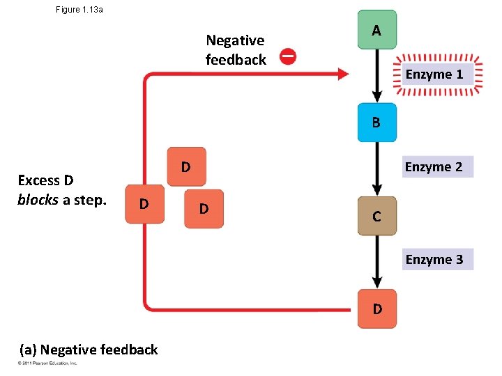 Figure 1. 13 a Negative feedback A Enzyme 1 B Excess D blocks a