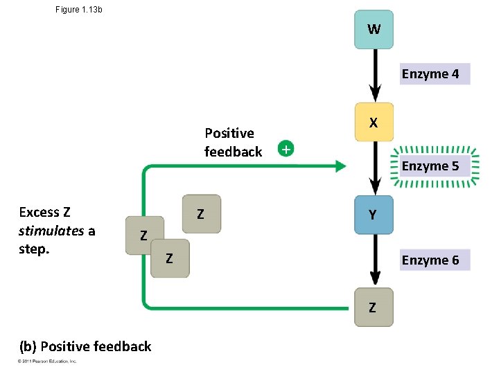 Figure 1. 13 b W Enzyme 4 Positive feedback Excess Z stimulates a step.