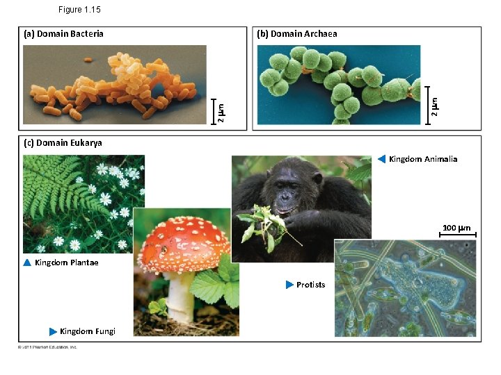 Figure 1. 15 2 m (b) Domain Archaea 2 m (a) Domain Bacteria (c)