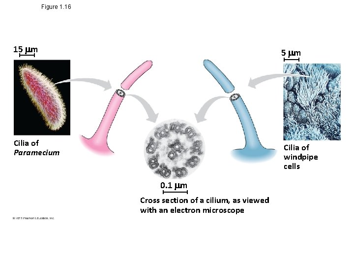 Figure 1. 16 15 m Cilia of Paramecium Cilia of windpipe cells 0. 1