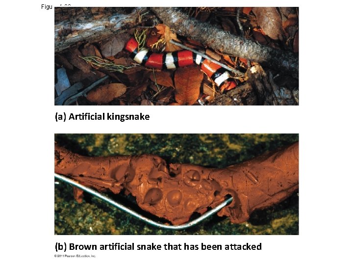 Figure 1. 26 (a) Artificial kingsnake (b) Brown artificial snake that has been attacked