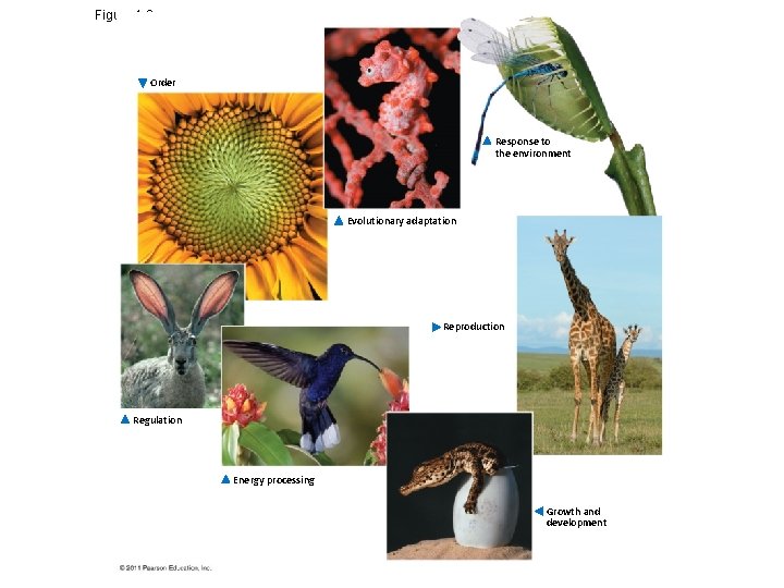 Figure 1. 3 Order Response to the environment Evolutionary adaptation Reproduction Regulation Energy processing