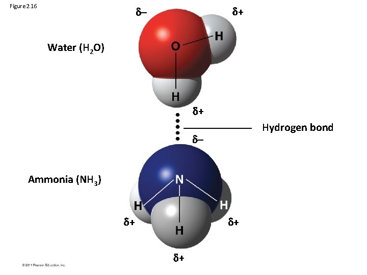 Figure 2. 16 + – Water (H 2 O) + Hydrogen bond – Ammonia
