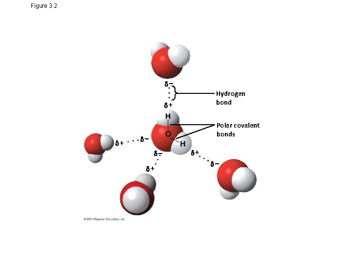 Figure 3. 2 Hydrogen bond + + Polar covalent bonds + + 