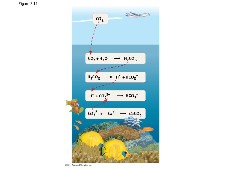 Figure 3. 11 CO 2 + H 2 O H 2 CO 3 H+