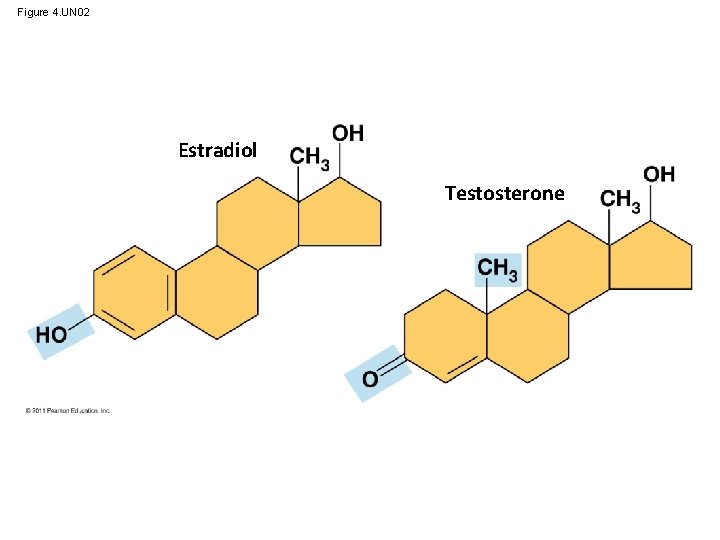 Figure 4. UN 02 Estradiol Testosterone 