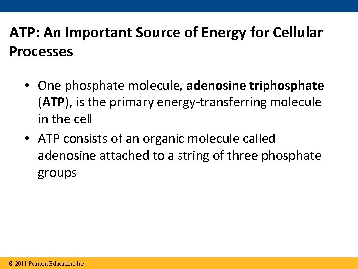 ATP: An Important Source of Energy for Cellular Processes • One phosphate molecule, adenosine