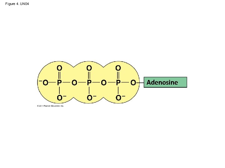 Figure 4. UN 04 Adenosine 