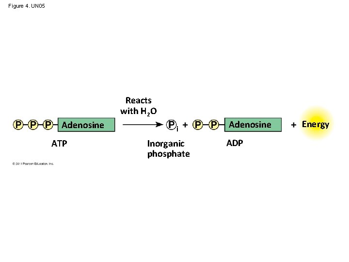 Figure 4. UN 05 Reacts with H 2 O Adenosine ATP Inorganic phosphate ADP