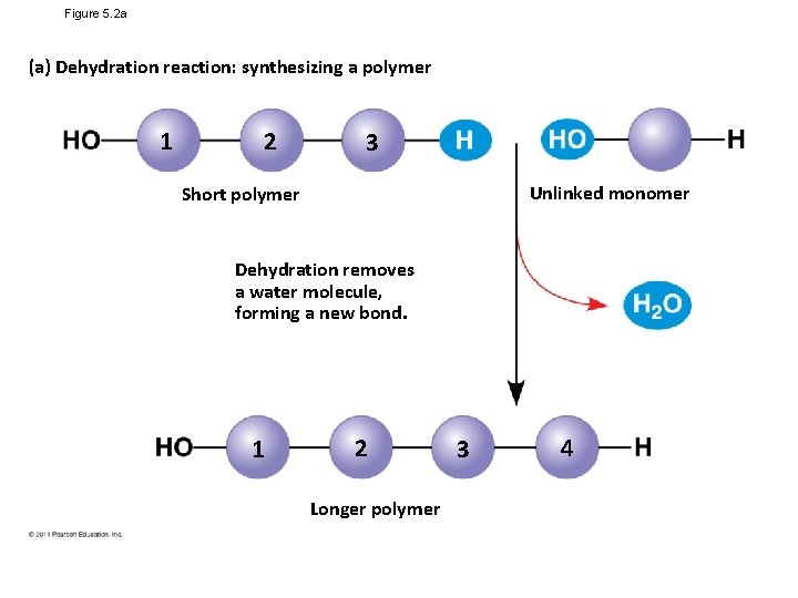 Figure 5. 2 a (a) Dehydration reaction: synthesizing a polymer 1 2 3 Unlinked