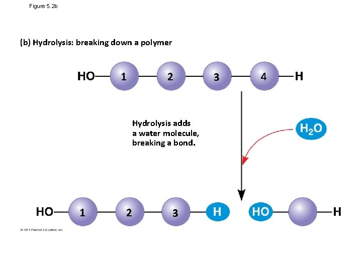 Figure 5. 2 b (b) Hydrolysis: breaking down a polymer 1 2 Hydrolysis adds