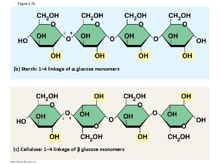 Figure 5. 7 b 1 4 (b) Starch: 1– 4 linkage of glucose monomers