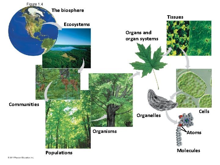 Figure 1. 4 The biosphere Tissues Ecosystems Organs and organ systems Communities Organelles Organisms