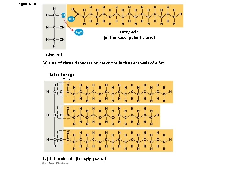 Figure 5. 10 Fatty acid (in this case, palmitic acid) Glycerol (a) One of