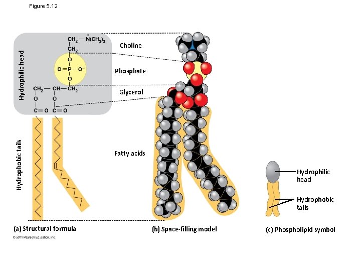 Figure 5. 12 Hydrophobic tails Hydrophilic head Choline Phosphate Glycerol Fatty acids Hydrophilic head