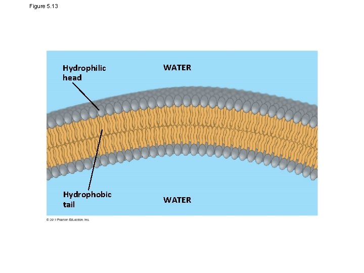Figure 5. 13 Hydrophilic head Hydrophobic tail WATER 