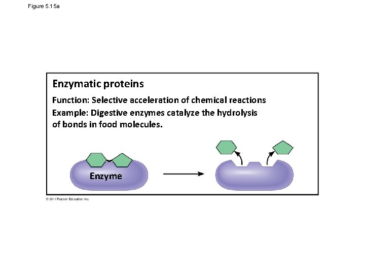 Figure 5. 15 a Enzymatic proteins Function: Selective acceleration of chemical reactions Example: Digestive