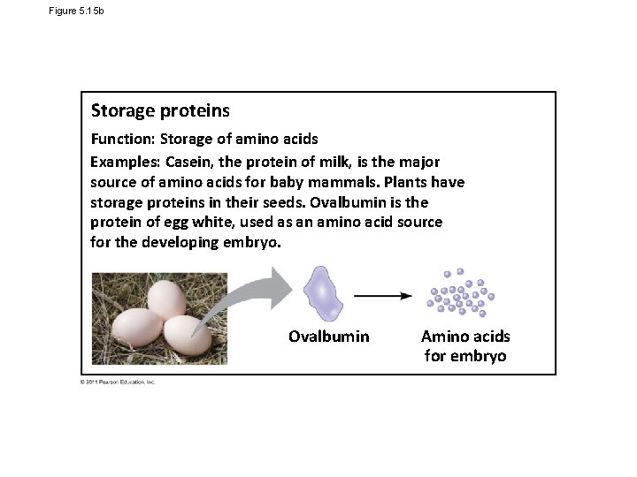 Figure 5. 15 b Storage proteins Function: Storage of amino acids Examples: Casein, the