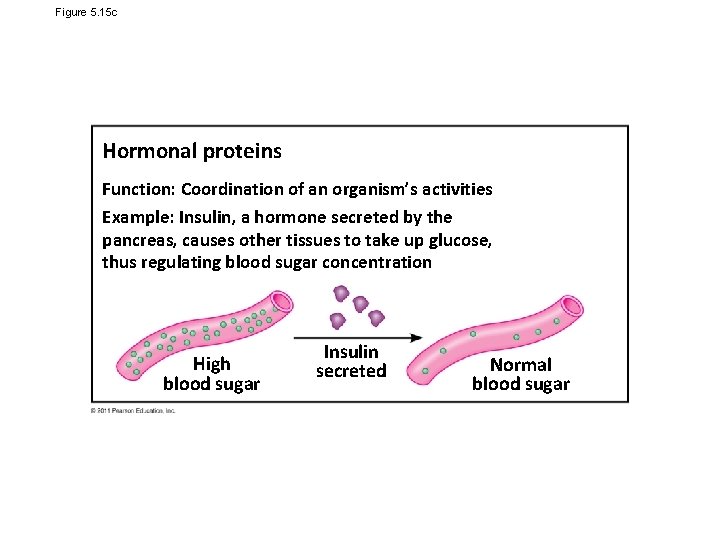 Figure 5. 15 c Hormonal proteins Function: Coordination of an organism’s activities Example: Insulin,