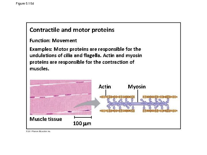 Figure 5. 15 d Contractile and motor proteins Function: Movement Examples: Motor proteins are