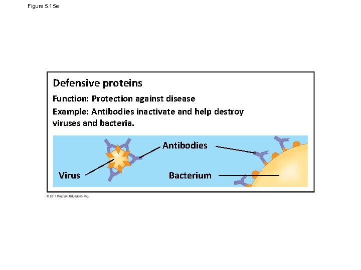 Figure 5. 15 e Defensive proteins Function: Protection against disease Example: Antibodies inactivate and