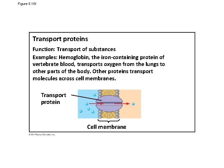 Figure 5. 15 f Transport proteins Function: Transport of substances Examples: Hemoglobin, the iron-containing