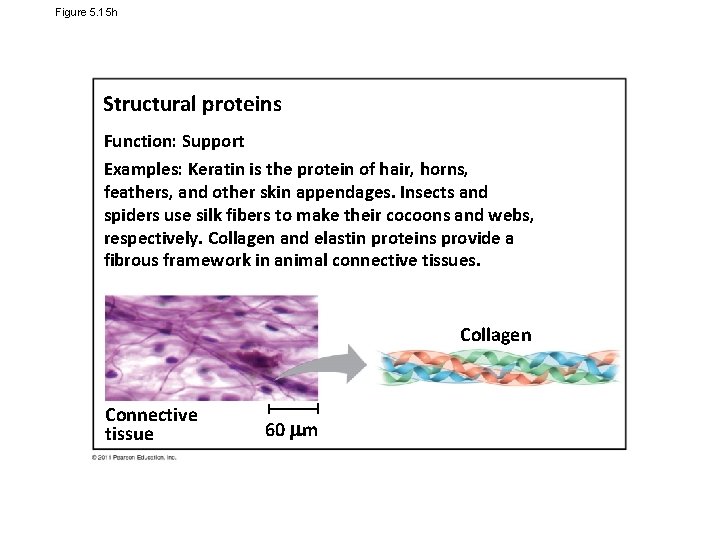 Figure 5. 15 h Structural proteins Function: Support Examples: Keratin is the protein of