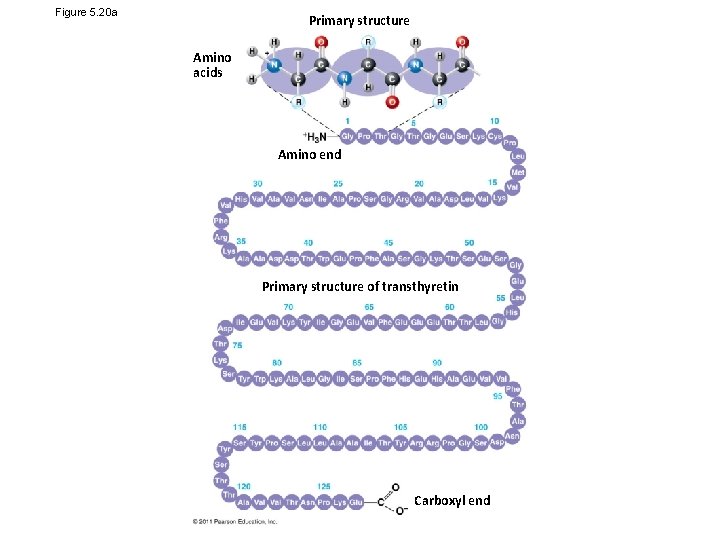 Figure 5. 20 a Primary structure Amino acids Amino end Primary structure of transthyretin