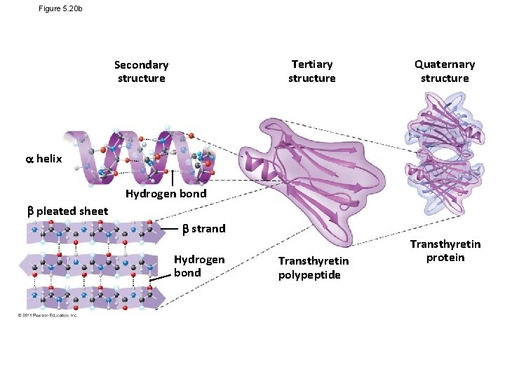 Figure 5. 20 b Tertiary structure Secondary structure Quaternary structure helix Hydrogen bond pleated
