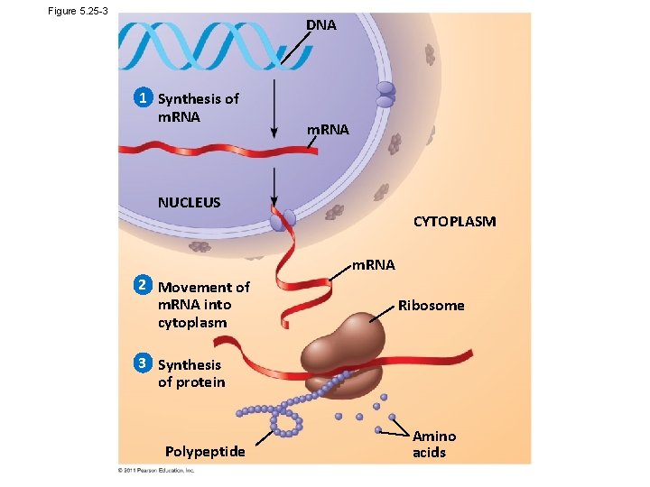 Figure 5. 25 -3 DNA 1 Synthesis of m. RNA NUCLEUS CYTOPLASM m. RNA