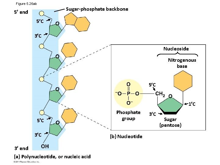 Figure 5. 26 ab 5 end Sugar-phosphate backbone 5 C 3 C Nucleoside Nitrogenous