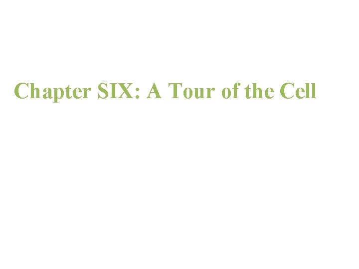 Chapter 6 Chapter SIX: A Tour of the Cell 