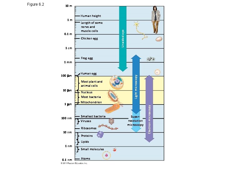 10 m Length of some nerve and muscle cells Chicken egg 1 cm 1