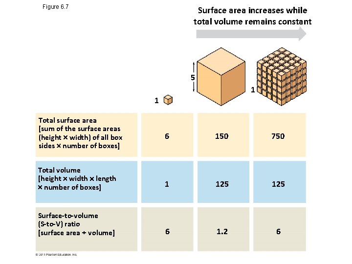 Figure 6. 7 Surface area increases while total volume remains constant 5 1 1