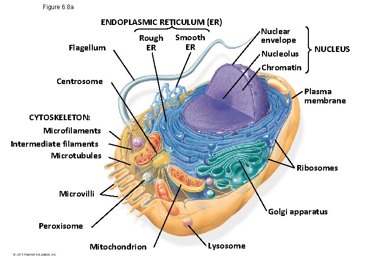 Figure 6. 8 a ENDOPLASMIC RETICULUM (ER) Flagellum Rough ER Smooth ER Centrosome Nuclear