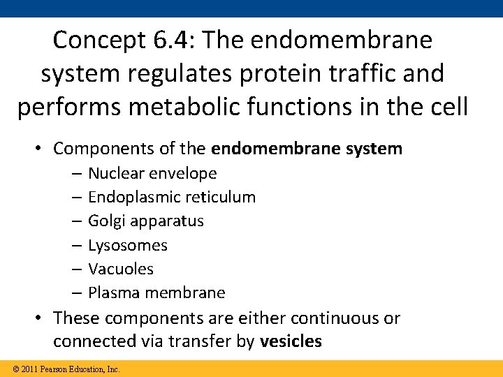 Concept 6. 4: The endomembrane system regulates protein traffic and performs metabolic functions in