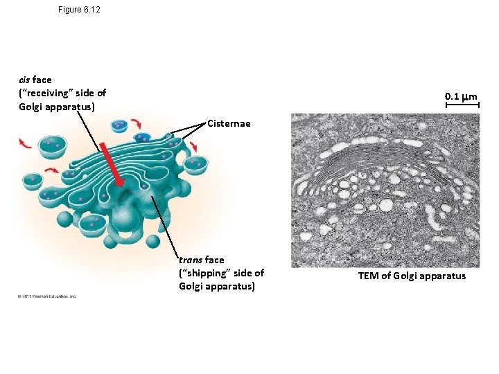 Figure 6. 12 cis face (“receiving” side of Golgi apparatus) 0. 1 m Cisternae