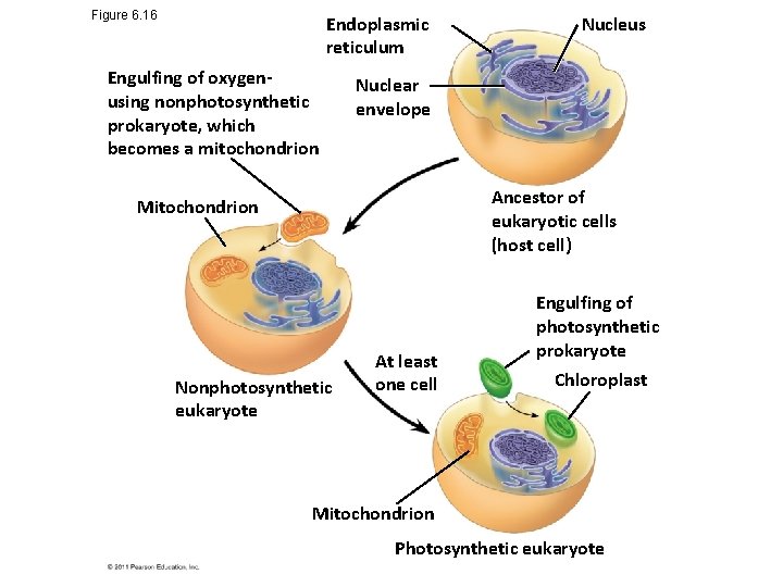 Figure 6. 16 Endoplasmic reticulum Engulfing of oxygenusing nonphotosynthetic prokaryote, which becomes a mitochondrion