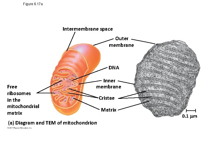 Figure 6. 17 a Intermembrane space Outer membrane DNA Free ribosomes in the mitochondrial
