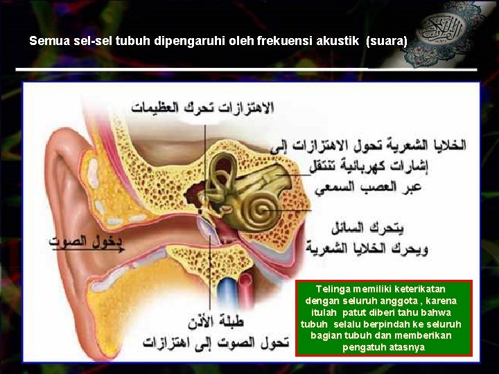 Semua sel-sel tubuh dipengaruhi oleh frekuensi akustik (suara) Telinga memiliki keterikatan dengan seluruh anggota