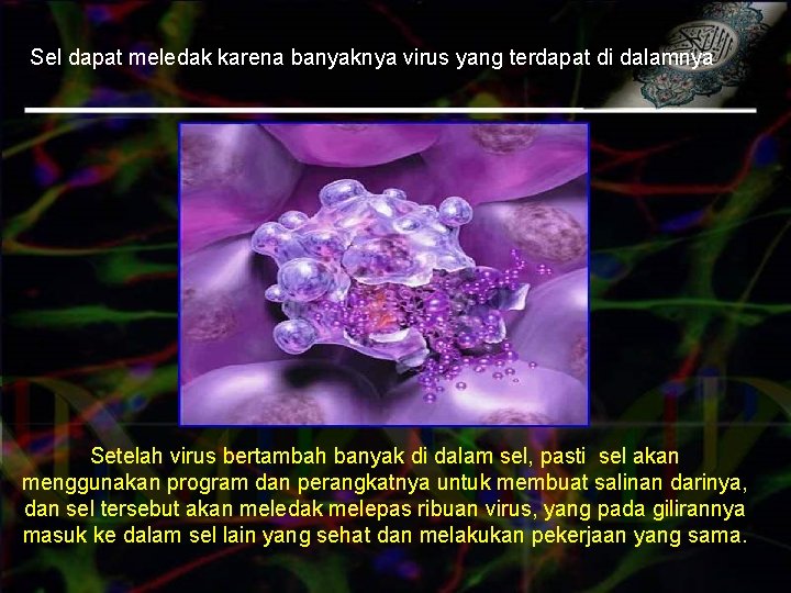 Sel dapat meledak karena banyaknya virus yang terdapat di dalamnya Setelah virus bertambah banyak