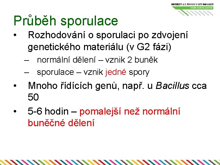 Průběh sporulace • Rozhodování o sporulaci po zdvojení genetického materiálu (v G 2 fázi)