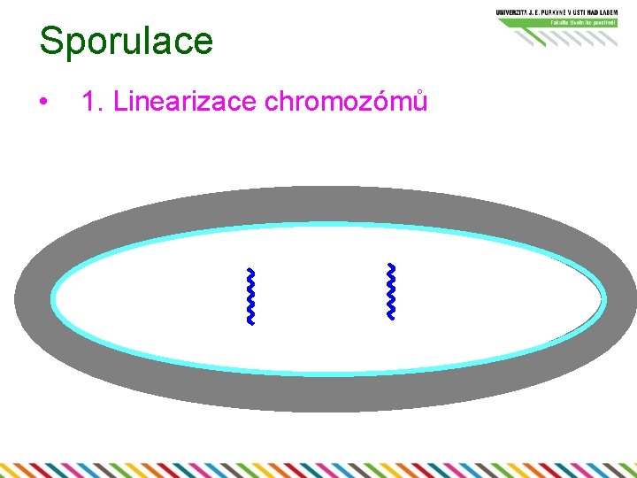 Sporulace • 1. Linearizace chromozómů 