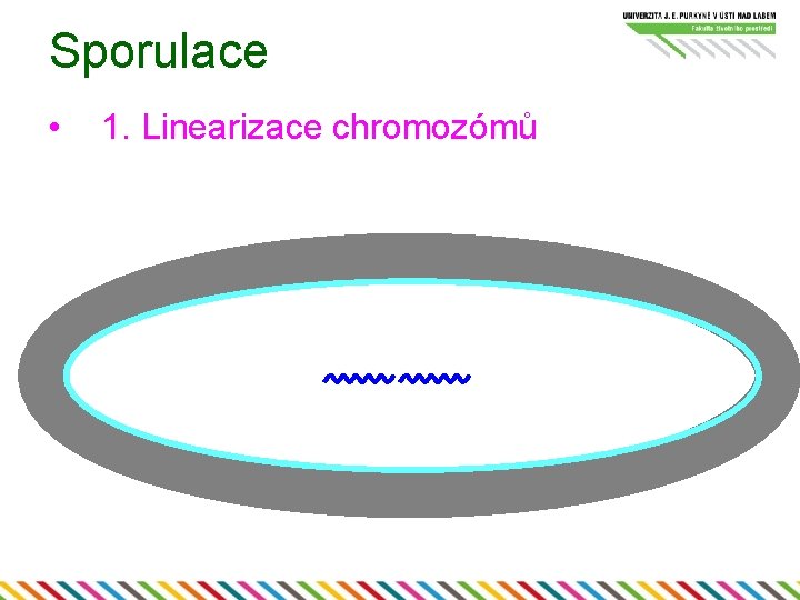 Sporulace • 1. Linearizace chromozómů 