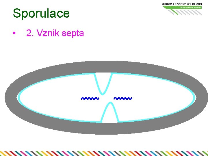 Sporulace • 2. Vznik septa 