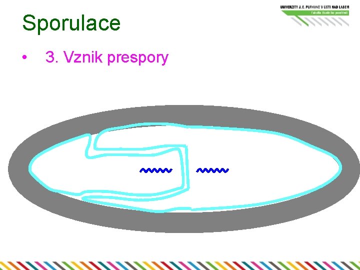 Sporulace • 3. Vznik prespory 