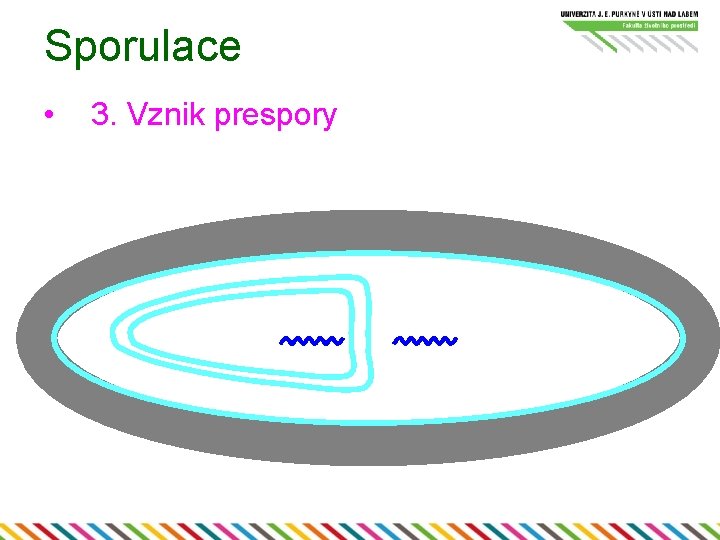 Sporulace • 3. Vznik prespory 